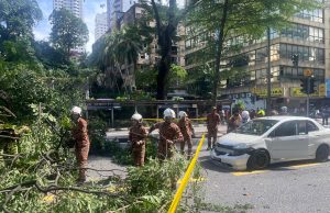 Pokok tumbang di Jalan Puda alami pereputan akar