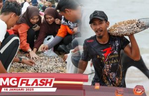 Berhenti Kutip Kerang Di Persisir Pantai Sura #MGFlash