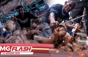 500 Tan Kelapa Dibawa Masuk Sebulan #MGFlash