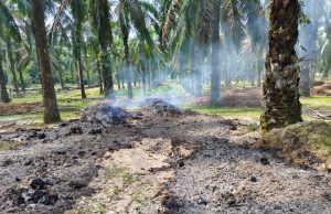 Pembakaran terbuka 2 ladang kelapa sawit punca IPU tak sihat di Kulim