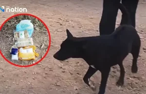 Anjing serah bungkusan mengandungi 14,000 pil meth kepada tuannya