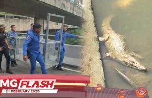 APM Pasang Perangkap Buaya Dekat Eco City Bangsar #MGFlash