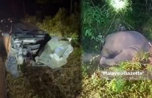 Warga emas cedera langgar anak gajah