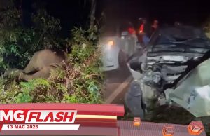 Warga Emas Cedera Terlanggar Anak Gajah #MGFlash