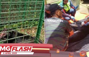 Visual Harimau Kumbang Melintas Video Lama #MGFlash