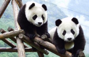 Pasangan panda Fu Wa, Feng Yi dihantar balik ke China Mei ini