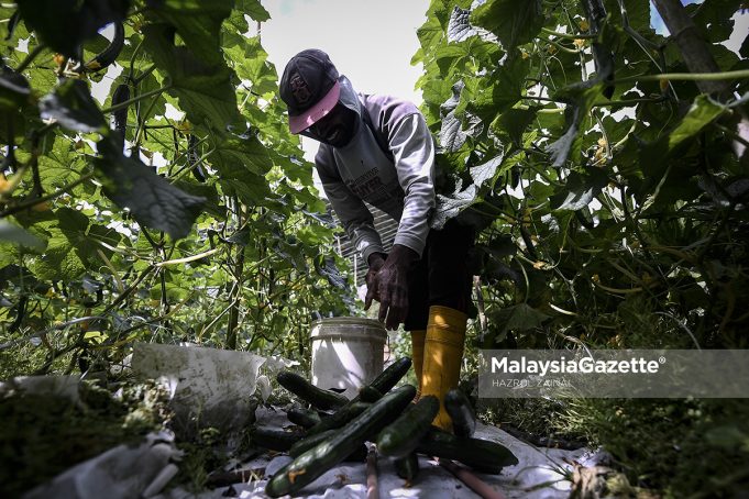 MGF13012019_DAILY LIFE CAMERON HIGHLANDS05