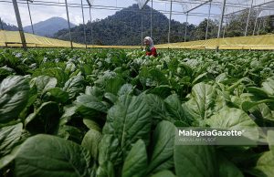 Tanaman sayur sawi di Agrotech Profarm, Gopeng yang menjadi destinasi pelancongan yang menarik di Perak. Foto ABDULLAH YUSOF, 20 FEBRUARI 2025. agromakanan Perak Sejahtera 2030 Saarani Mohamad