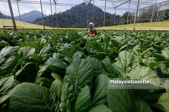 AGROTECH PROFARM Tanaman sayur sawi di Agrotech Profarm, Gopeng yang menjadi destinasi pelancongan yang menarik di Perak. Foto ABDULLAH YUSOF, 20 FEBRUARI 2025. agromakanan Perak Sejahtera 2030 Saarani Mohamad