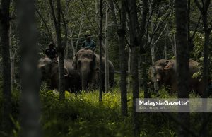 Santuari Gajah Perak mampu kurangkan konflik hingga 70 peratus Jabatan Perlindungan Hidupan Liar dan Taman Negara (Perhilitan) Perak memindahkan seekor gajah jantan liar Yob Padang yang ditangkap selepas menceroboh kebun getah di Kampung Padang Stang, Gerik menggunakan dua ekor gajah denak betina bernama Abot dan Rambai. Foto ANIQ NABILAFIQ ANUAR, 20 MEI 2025.