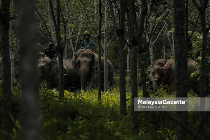 TANGKAPAN GAJAH YOB PADANG Jabatan Perlindungan Hidupan Liar dan Taman Negara (Perhilitan) Perak memindahkan seekor gajah jantan liar Yob Padang yang ditangkap selepas menceroboh kebun getah di Kampung Padang Stang, Gerik menggunakan dua ekor gajah denak betina bernama Abot dan Rambai. Foto ANIQ NABILAFIQ ANUAR, 20 MEI 2025.
