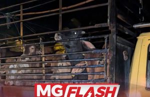 PGA Rampas 15 Lembu, Tiga Kakak Tua, Seekor Merak Seludup #MGFlash