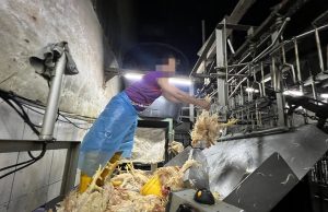 JIM, JAIS gempur enam pusat sembelih ayam di Pasar Borong Selayang