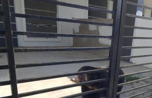 Beruang matahari ceroboh kediaman ditangkap