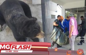 Beruang ‘Terlepas’ Ceroboh Rumah #MGFlash