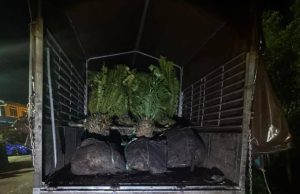Cubaan seludup anak pokok durian Black Thorn bernilai RM1 juta gagal