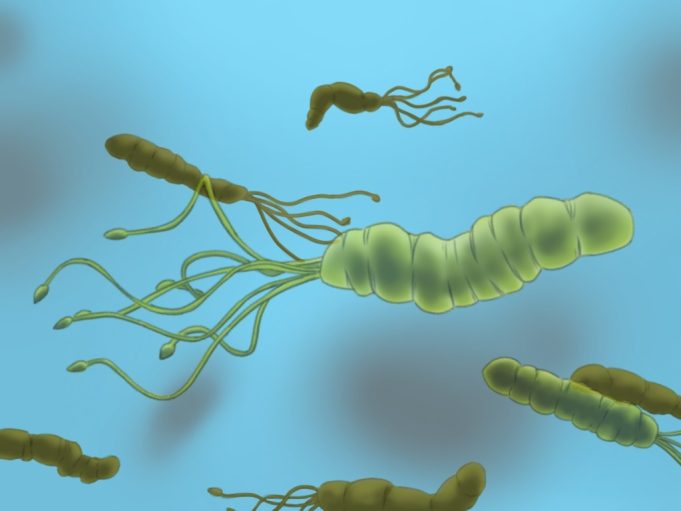 Gambar skematik H. pylori berbentuk spiral