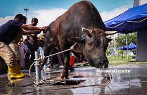 Penduduk Putra Heights Tumbang dan Lapah Lembu #Aidiladha