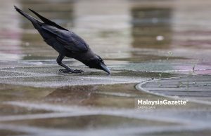 Populasi burung gagak beri kesan kepada kebersihan kita
