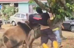 Warga emas patah rusuk ditanduk lembu korban