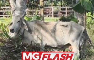 Remaja OKU Hilang Ketika Cari Lembu #MGFlash