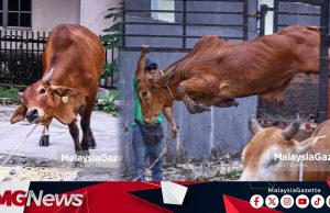 Aksi-Aksi Lembu Ketika Diturunkan Dari Lori