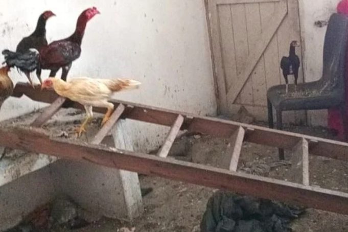 Ayam rohingya