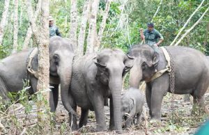 Perhilitan tangkap 9 gajah liar, pindah ke Taman Negara