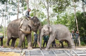 Perhilitan pindah sembilan gajah liar berperingkat