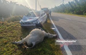 Kereta remuk lembu tiba-tiba melintas di Chini
