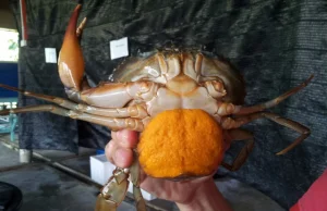 Penyelidik UMT, komuniti nelayan bersatu lindungi induk ketam bertelur