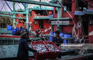Sektor perikanan Malaysia sumbang RM11.8 bilion kepada KDNK Ikan, nelayan gambar hiasan
