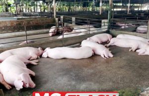 50 Ekor Babi Mati, 3 Ladang di Tasek Gelugor Dijangkiiti ASF #MGFlash