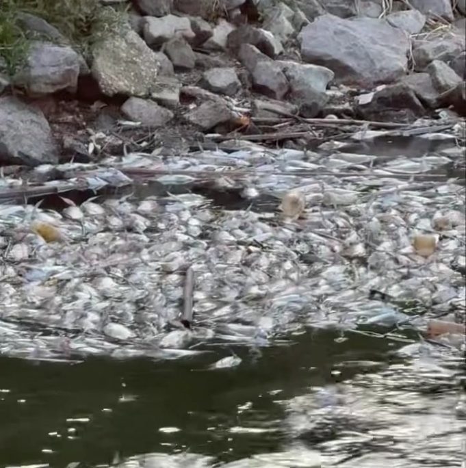 bangkai ikan
