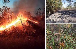 Dua kebakaran hutan di Rawang berjaya dipadamkan