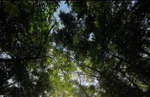 Bukit Dinding, Pulai Trail akan diwartakan sebagai hutan simpan kekal baharu