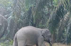 Perhilitan tangkap dua gajah liar di Kampung Sawah