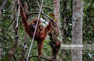 Pemuliharaan hidupan liar kurang perhatian, GWP Malaysia gesa libat komuniti tempatan