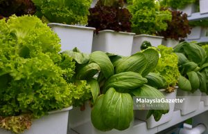 Sayur Salad dan sayur Bak Choy yang di tanam menggunakan sistem hidroponik di JoeJalil Galeria @ RTC Gopeng. Foto ANIQ NABILAFIQ ANUAR, 20 NOVEMBER 2023. pertanian Perak petani bandar agromakanan food security sekuriti keterjaminan makanan