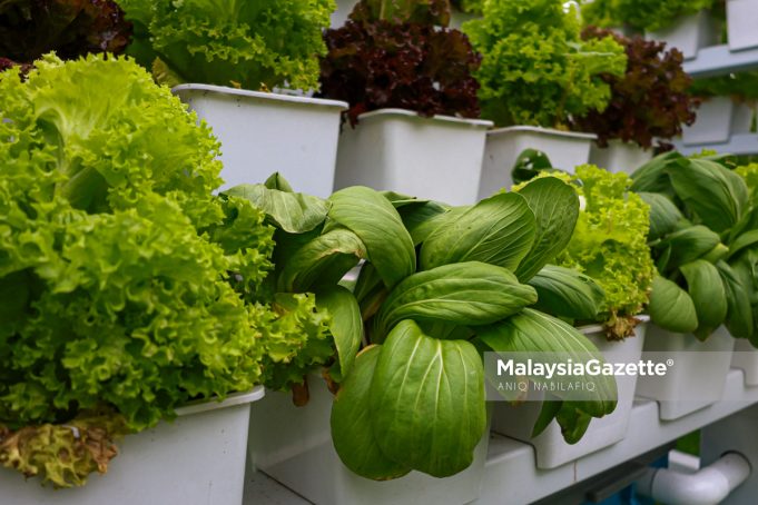 BUAHAN DAN SAYURAN HIDROPONIK Sayur Salad dan sayur Bak Choy yang di tanam menggunakan sistem hidroponik di JoeJalil Galeria @ RTC Gopeng. Foto ANIQ NABILAFIQ ANUAR, 20 NOVEMBER 2023. pertanian Perak petani bandar agromakanan food security sekuriti keterjaminan makanan