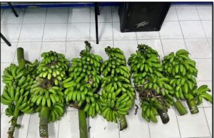 Penganggur diberkas curi 70kg pisang dalam kebun