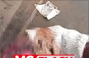 Bantu Polis Kesan Psikopat Siat Kulit Anjing Hidup-Hidup Di Melaka #MGFlash