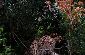 India to probe giant zoo run by son of Asia’s richest person