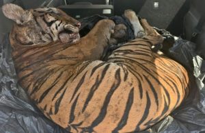 WWF-Malaysia desak tindakan tegas, pembunuhan Harimau Malaya memalukan negara