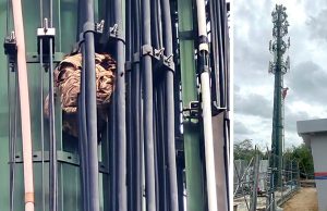Pekerja penyelenggaraan terkandas di menara telekomunikasi kerana ancaman tebuan
