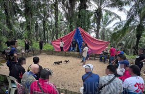 Polis tahan 43 orang tengah leka judi sabung ayam