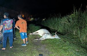 Remaja maut, tiga lagi cedera nahas 6 kenderaan elak lembu melintas
