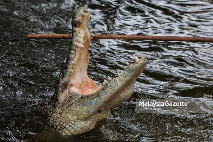 buaya baham