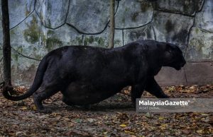 Hidupan liar terkurung berisiko obesiti – CAP