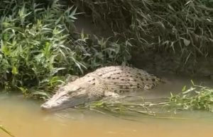 Penduduk gempar buaya di sungai tepi sawah Paya Luboh